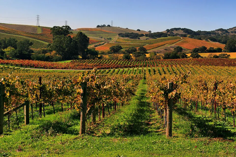 Vineyard, Napa Valley, California